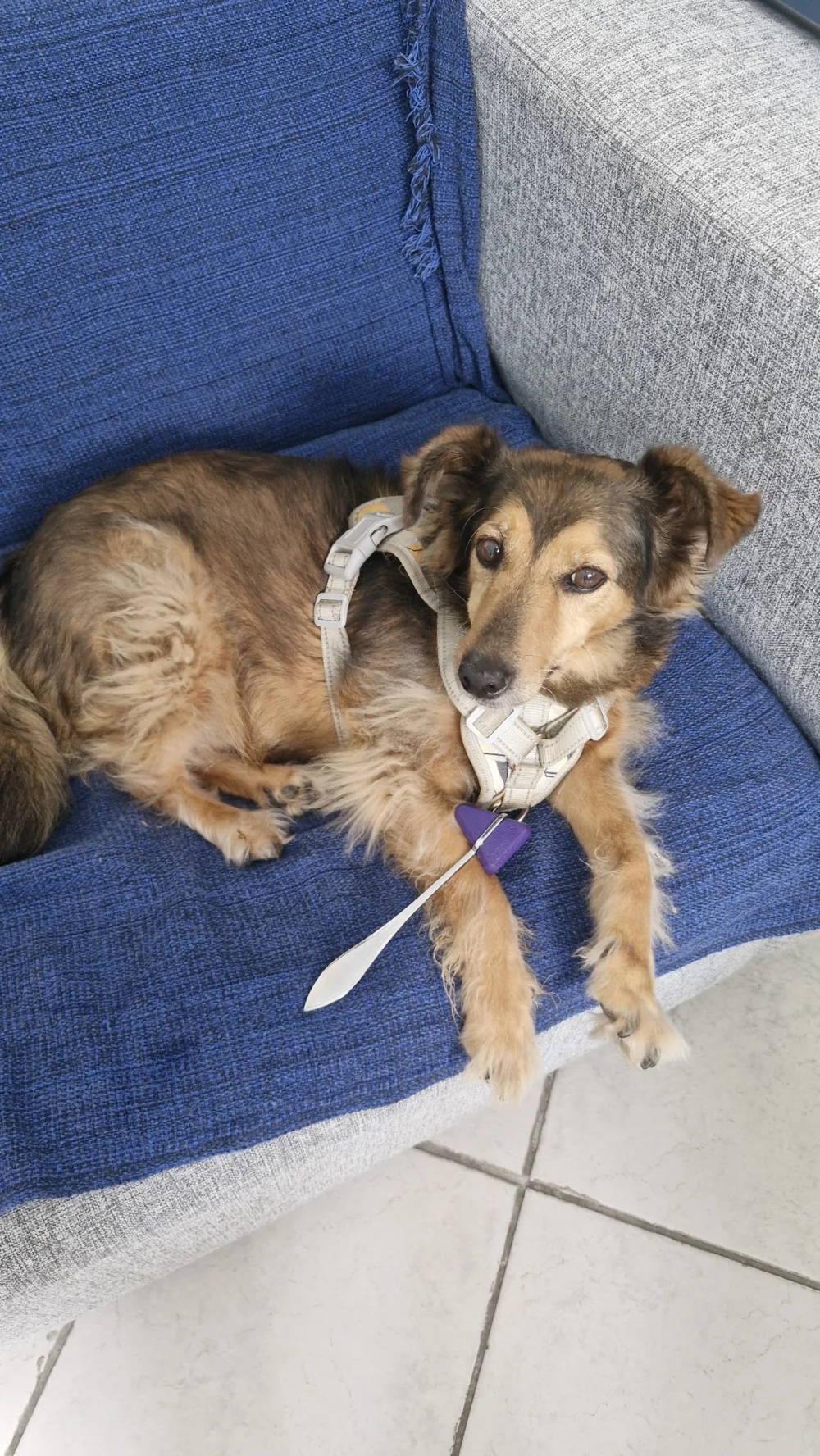 CENV - Neurologia Veterinária