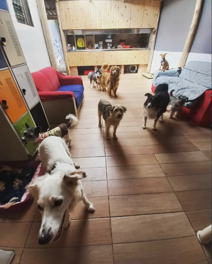 Dani Dogs - Hotel para cachorro - 2